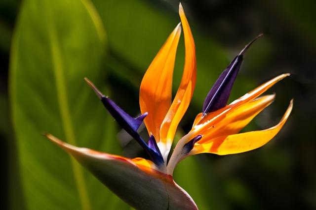 הגן הבוטני של סנטו דומינגו - jardin botanico nacional