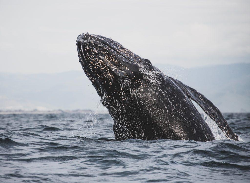 צפייה בלוויתנים במפרץ סמנה