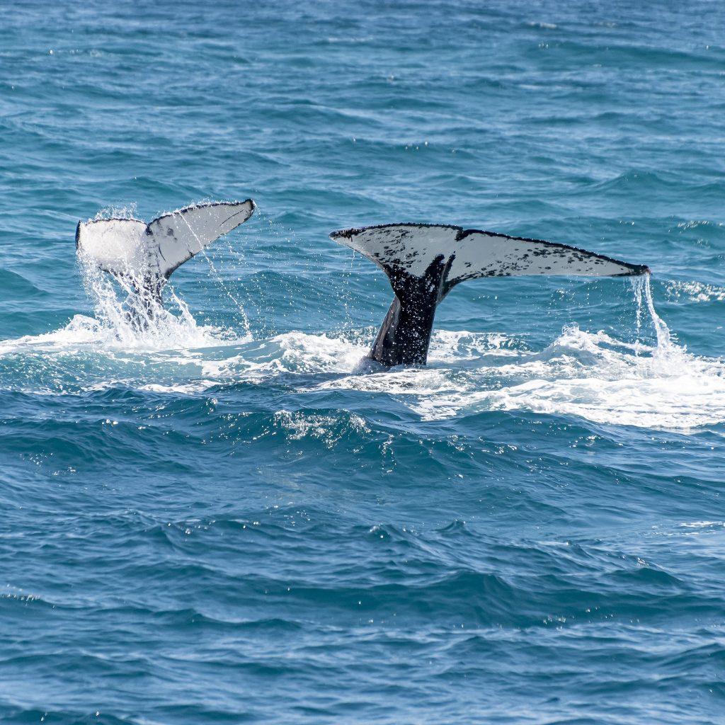 צפייה בלוויתנים במפרץ סמנה